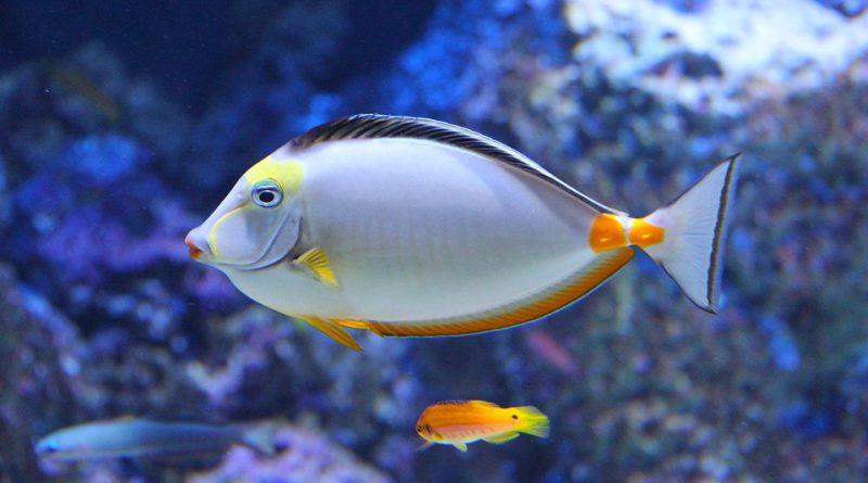 Uno spicchio di mare in salotto Crea il tuo acquario