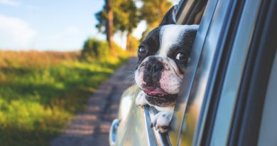 Come trasportare il cane in auto 1