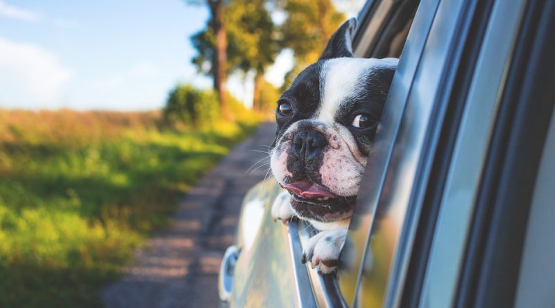 Come trasportare il cane in auto 1