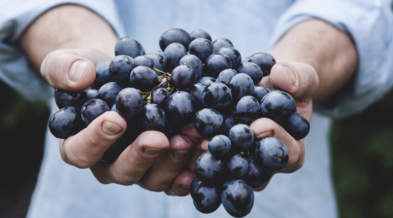 arte di fare il vino 5