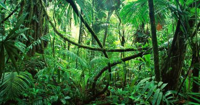 Come trasformare il giardino in una giungla cop