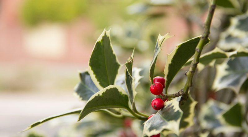 agrifoglio per arredare il giardino