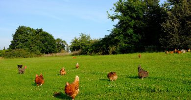 come riconoscere le uova biologiche