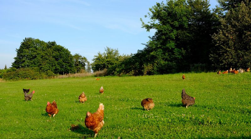 come riconoscere le uova biologiche