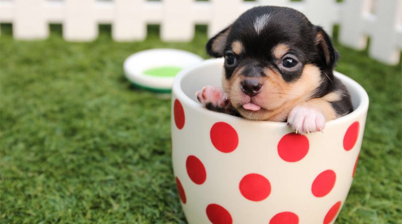 ome migliorare il rapporto con il tuo cane: ecco 5 semplici consigli per te e per fido